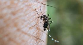 Se mantiene Puebla sin nuevas defunciones o contagios por dengue este 26 de marzo: Secretaría de Salud