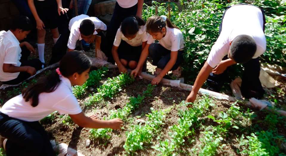 En Acambay estudiantes cultivan huertos dentro de sus escuelas