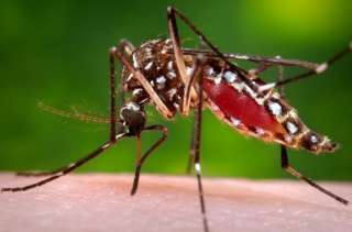 Este 2024 aumentan casos de dengue en Michoacán respecto al año pasado