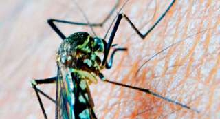 Sin nuevos contagios por dengue en Puebla durante las últimas horas