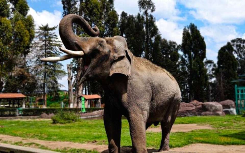 #Municipios | Buscan homenajear al elefante Ted con un monumento en Zacango