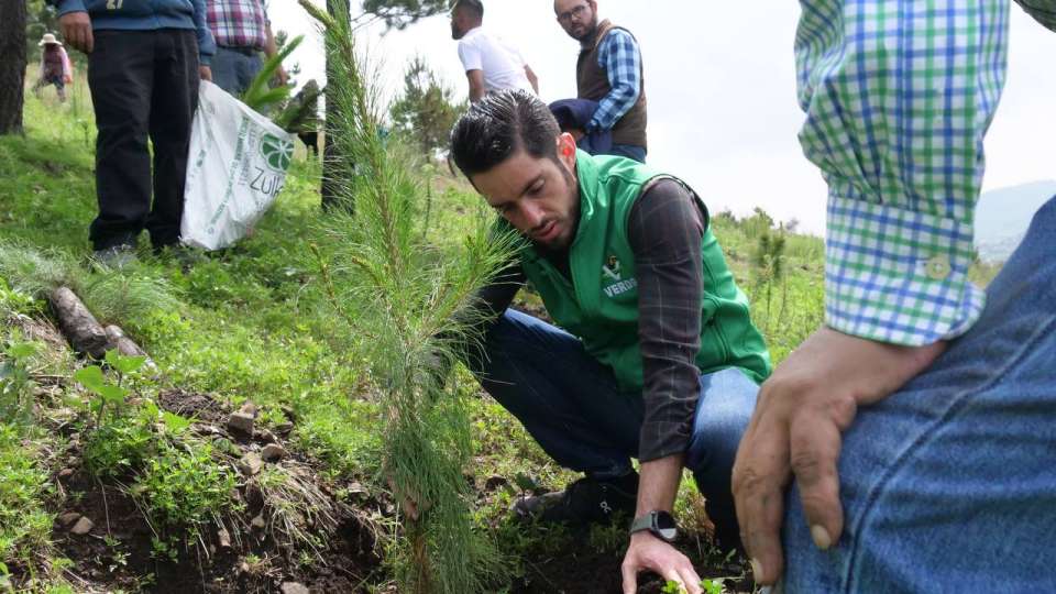De la mano de 1500 jóvenes, comisariados ejidales y ONGs,  planta el PVEM Edomex 10 mil árboles en Zinacantepec