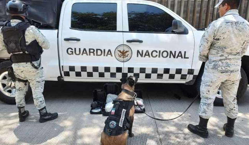 En Sinaloa, Guardia Nacional asegura paquetes con aparente marihuana ocultos en bolsas de infusiones herbales