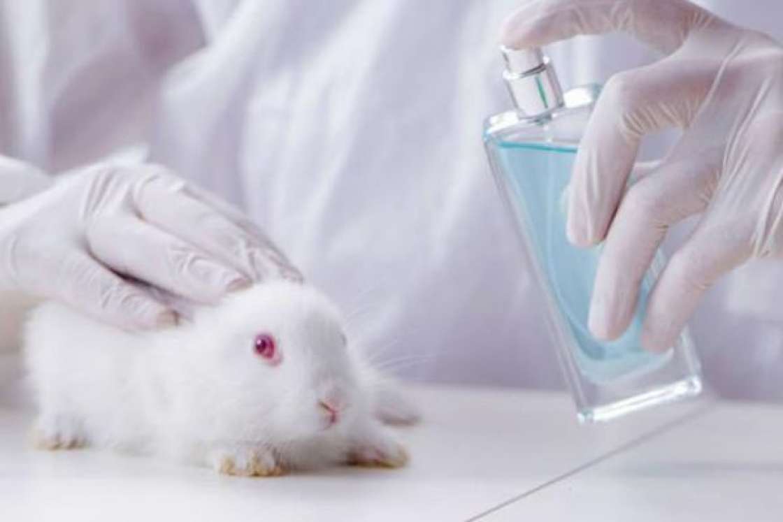 Exhorta Congreso de Hidalgo a aprobar prohibición de pruebas cosméticas en animales