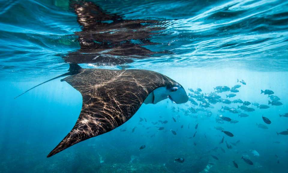Proteger los océanos bajo una visión socioambiental permitirá su aprovechamiento sustentable y el cuidado del ecosistema