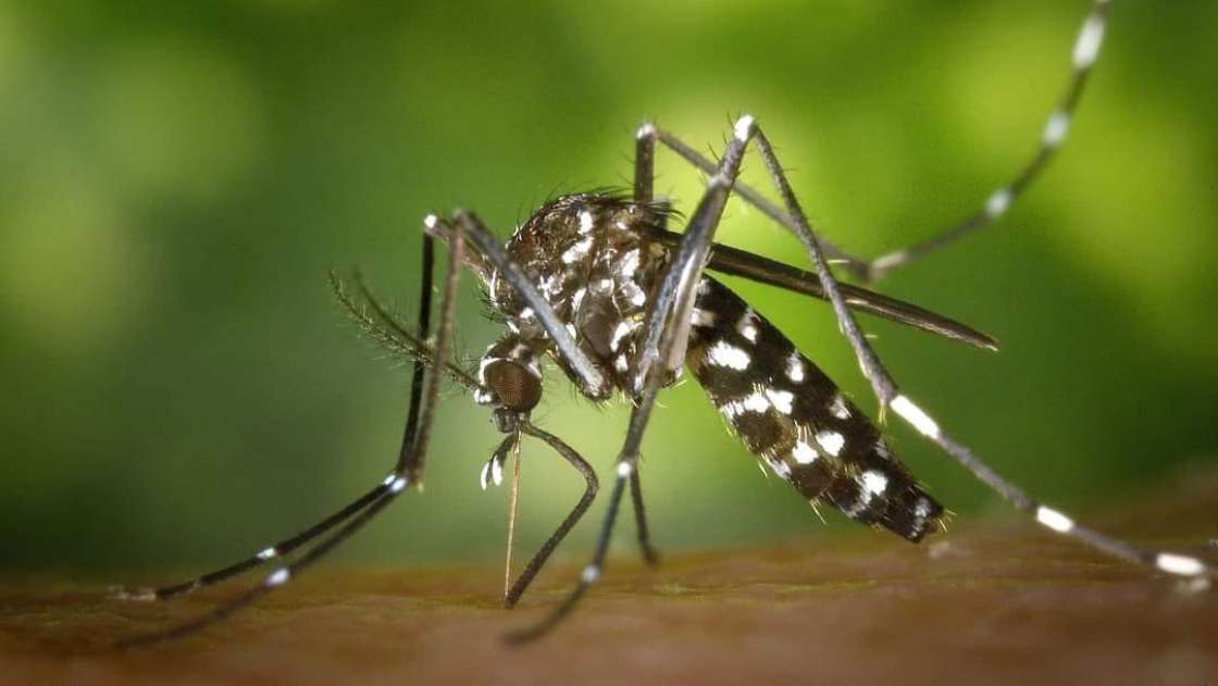 Estado de Hidalgo, sin casos de dengue