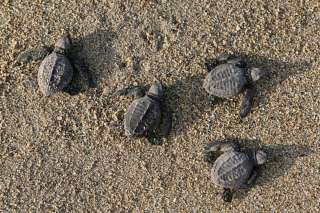 Cerca de un millón de tortugas marinas llegará a las costas de Michoacán en los próximos días