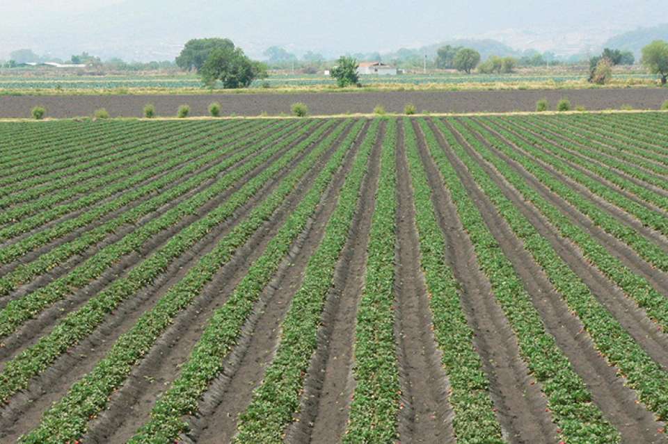 Secretaria de Agricultura y Desarrollo Rural implementará programa a fin de la agricultura