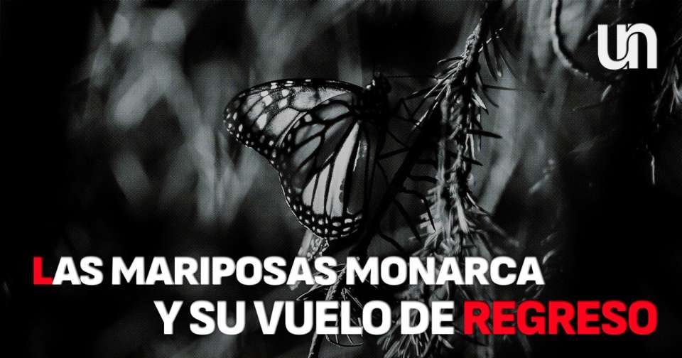 Visita la Mariposa Monarca antes de que emprenda el vuelo de regreso