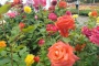 Productores en Atlacomulco alistan  la distribución de flores ornamentales por el 10 de Mayo