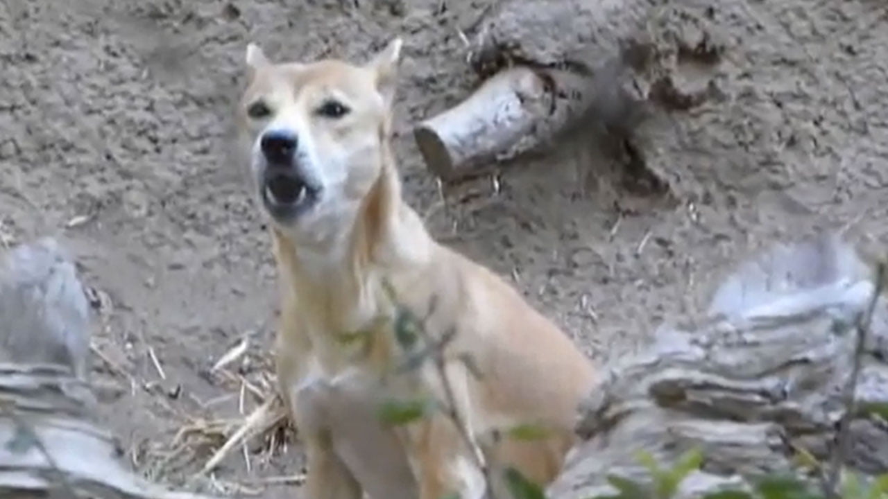 perro-portada.jpg
