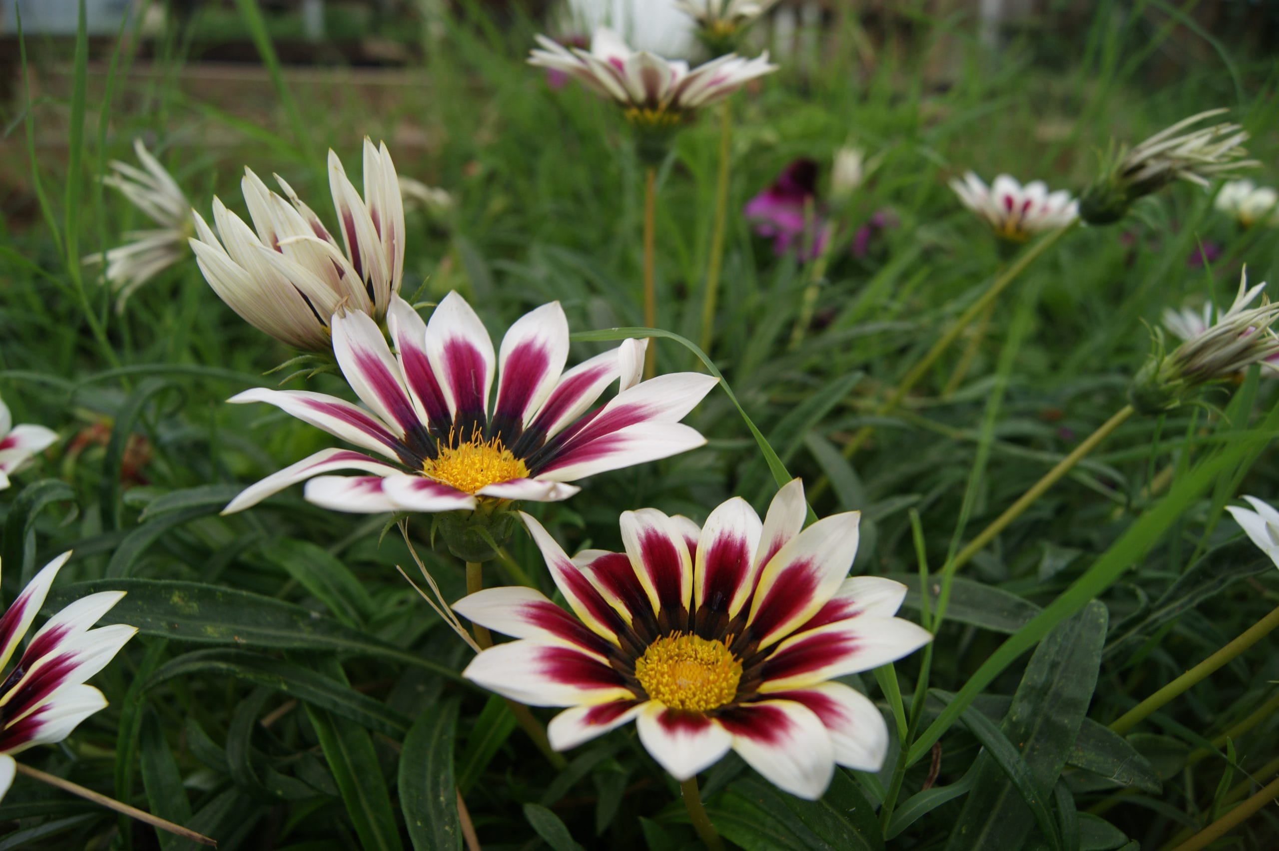 flores 2 flores 2