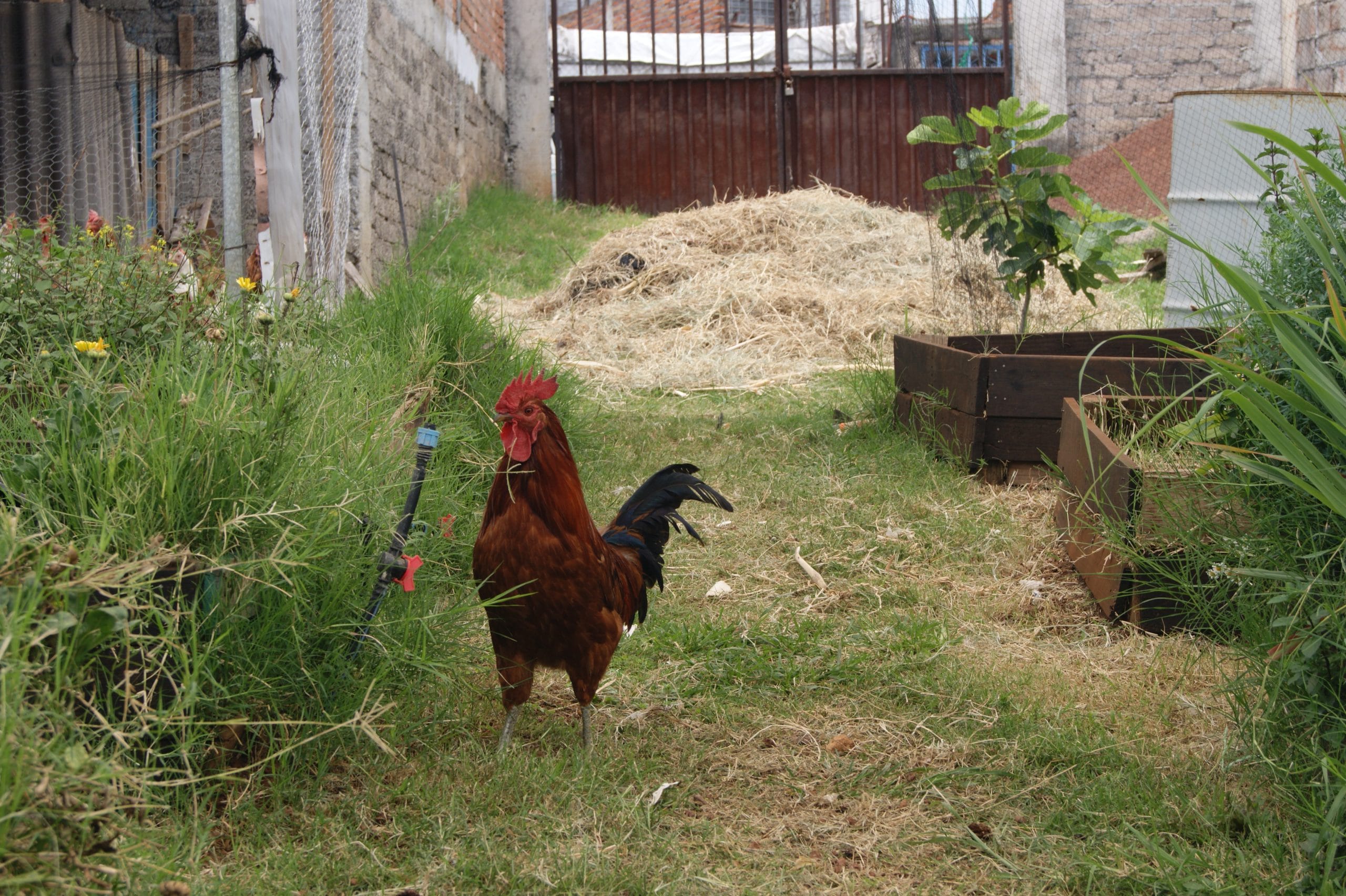 gallo gallo