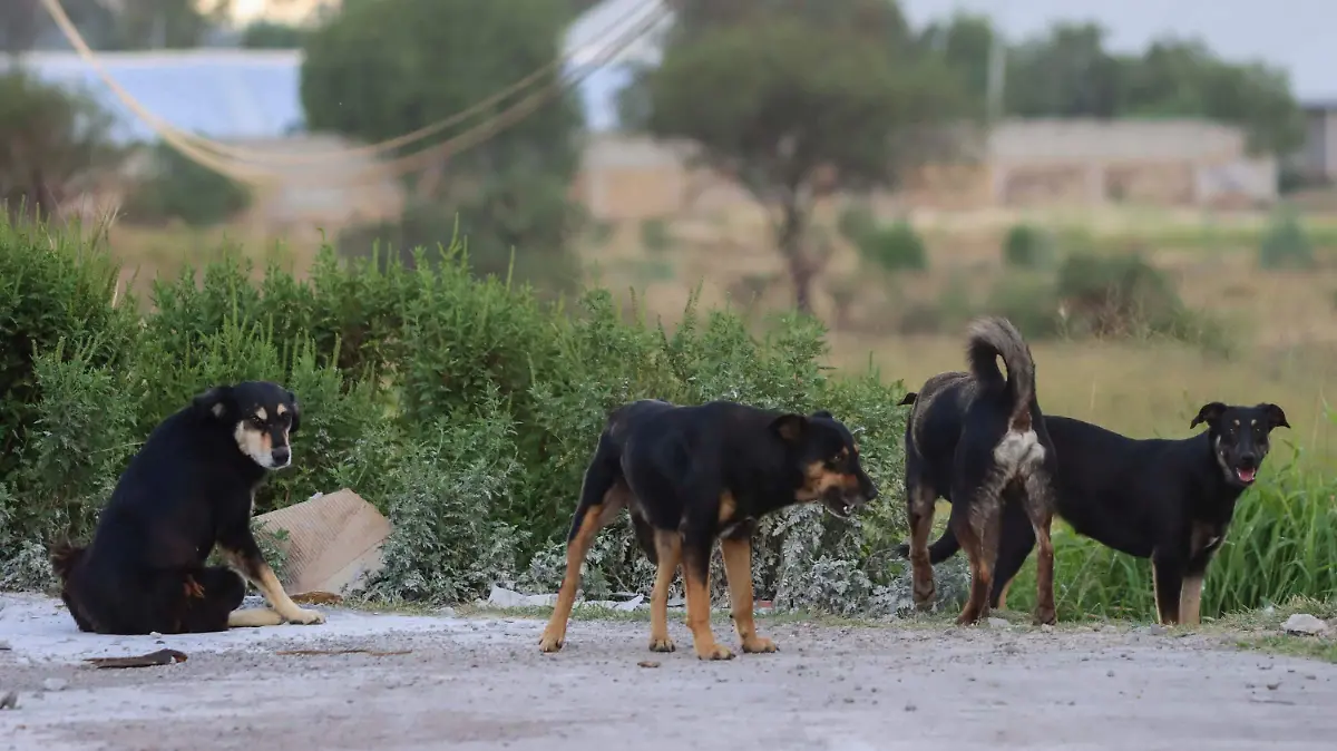 Alerta por sobrepoblación animal: falta de regulación agrava el problema, advierte Jauría de Balú