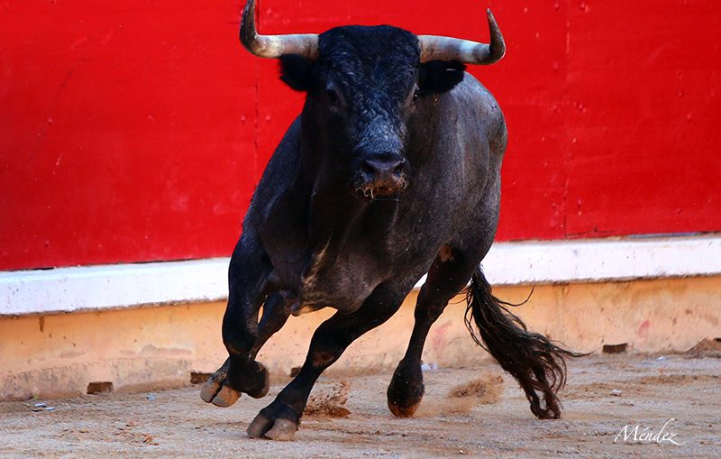 Buscan frenar corridas de toros en Hidalgo mediante amparos y presión ciudadana
