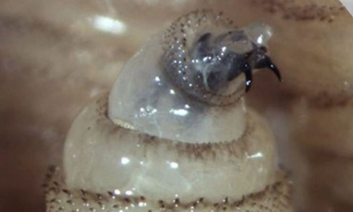 Dan de alta a persona afectada por gusano barrenador en Hidalgo