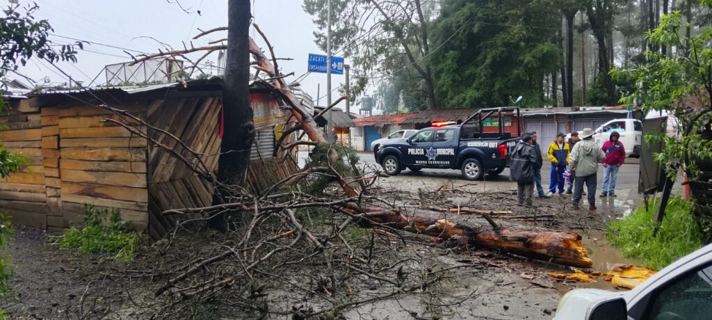 Cae árbol sobre construcción comercial en Acaxochi
