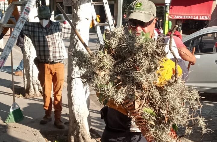 Detienen expansión de heno motita en arbolado de T